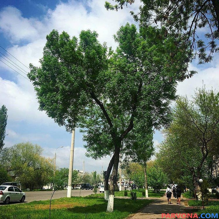 21 aprel kuni O`zbekistonda qanday ob-havo kuzatiladi?